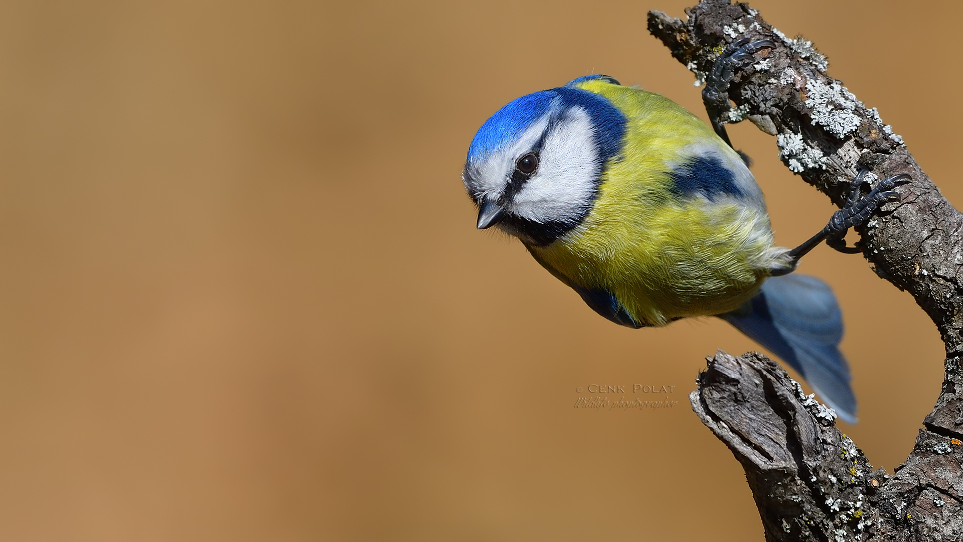 Eurasian Blue Tit